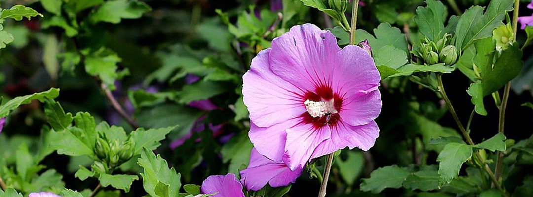 Planten oktober