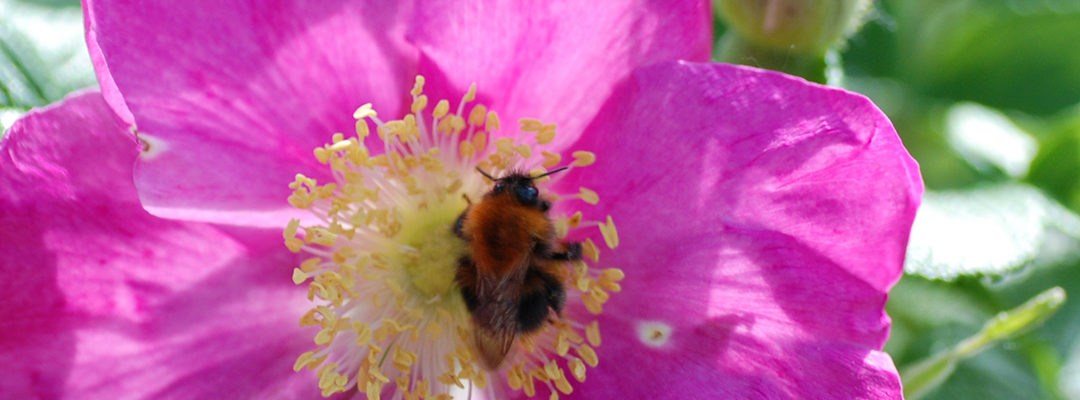 Plantenkennis oktober